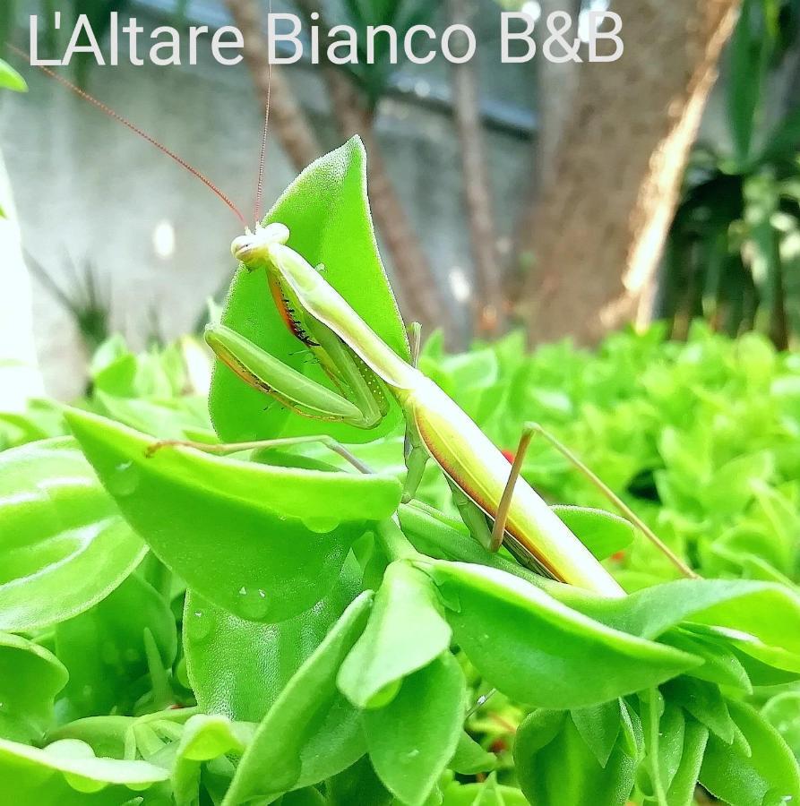 B&B L'Altare Bianco Vieste Luaran gambar