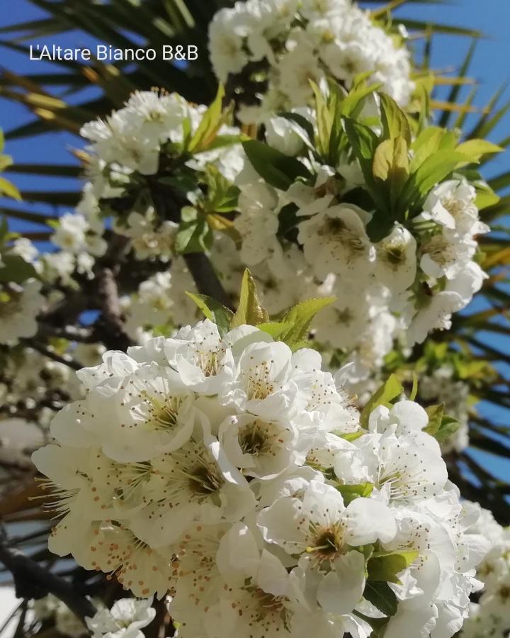 B&B L'Altare Bianco Vieste Luaran gambar